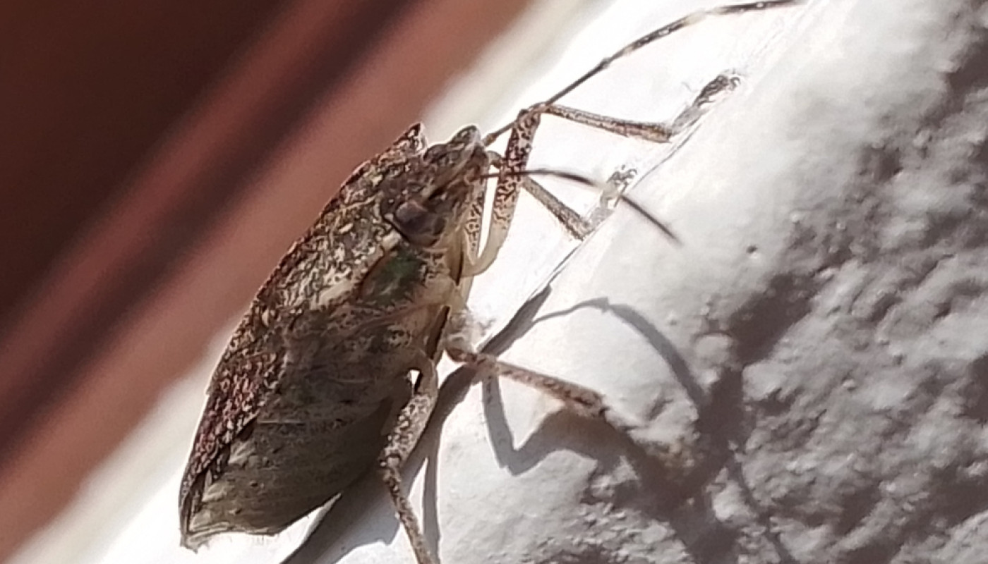 Pour combattre les punaises de lit à Marseille, contactez cette entreprise !