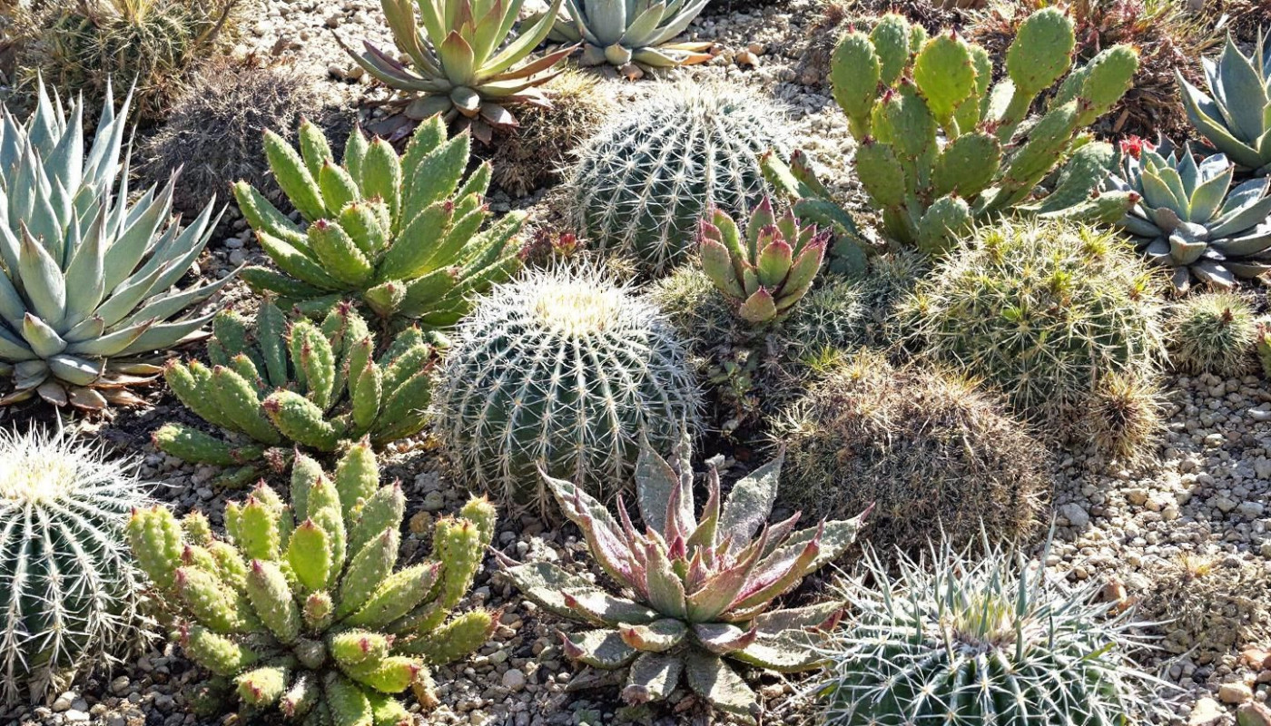 Plantes résistantes à la sécheresse pour un jardin durable et écologique